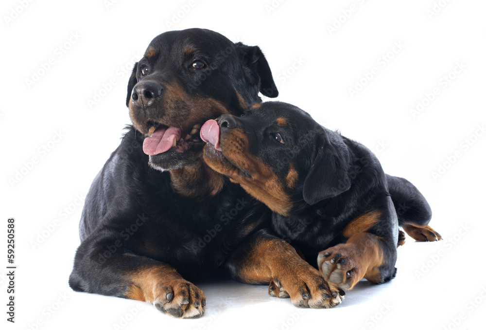 rottweilers rottweilers