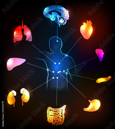 Human anatomy colorful and bright medical concept.