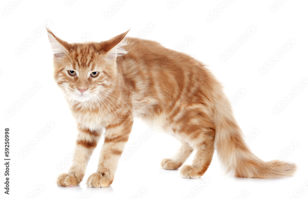 angry maine coon kitten