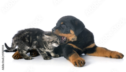 young rottweiler and kitten