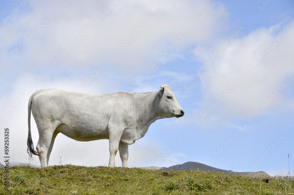 Obraz premium White cow pyrenees
