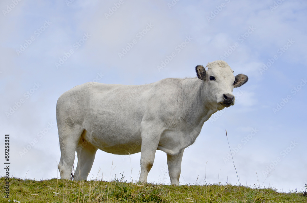 Fototapeta premium White veal