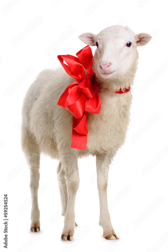 Fototapeta premium Sheep with bow