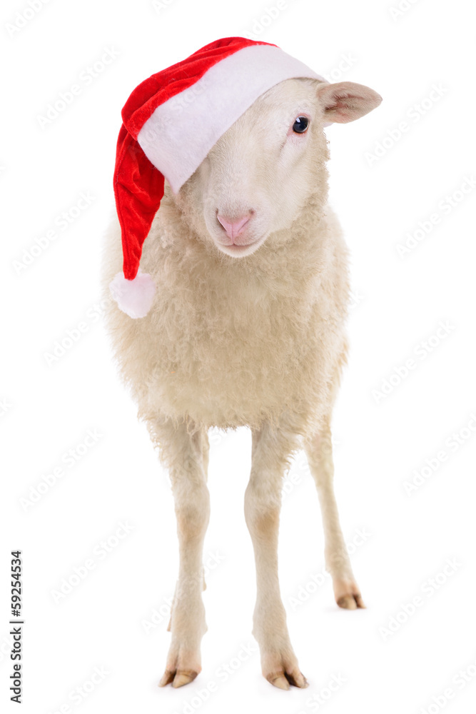 Obraz premium Sheep in hat