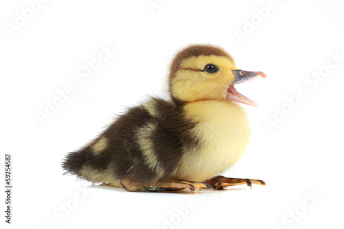 duck