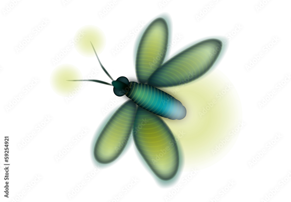 Luciole fond blanc Illustration vectorielle