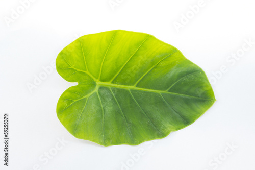 Green leaf in shape of heart isolated on white background