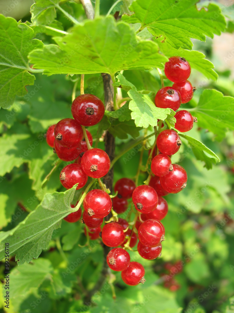 Red currant twig against on a bush