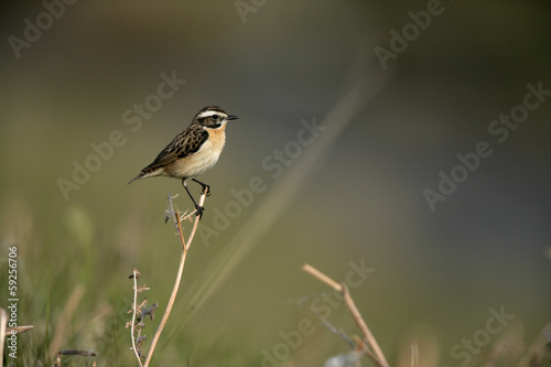 Whinchat, Saxicola rubetra