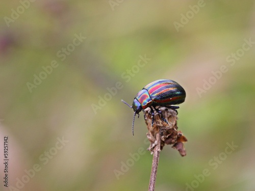 Regenbogen-Blattkäfer (Chrysolina cerealis)