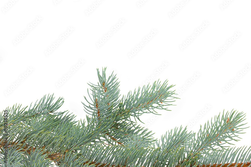 fir tree isolated on white