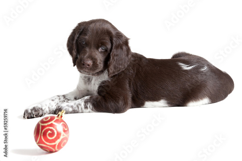 Small Munsterlander puppy playing with a Christmas ball photo