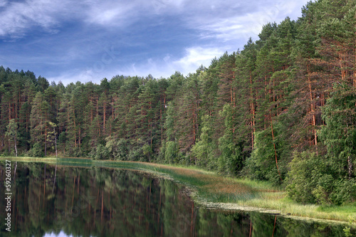 forest on the banks of the river