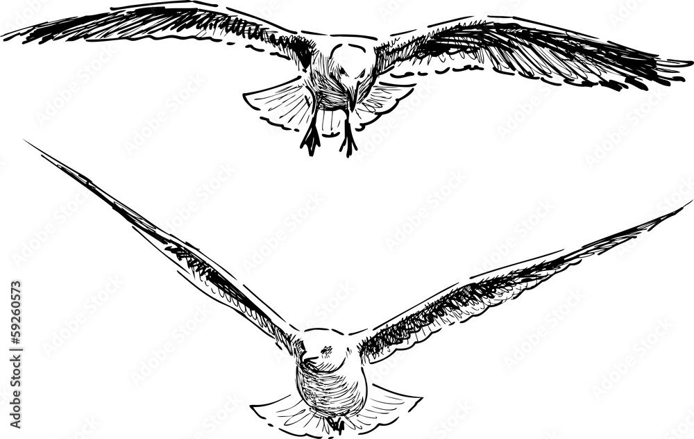 Obraz premium flying gulls