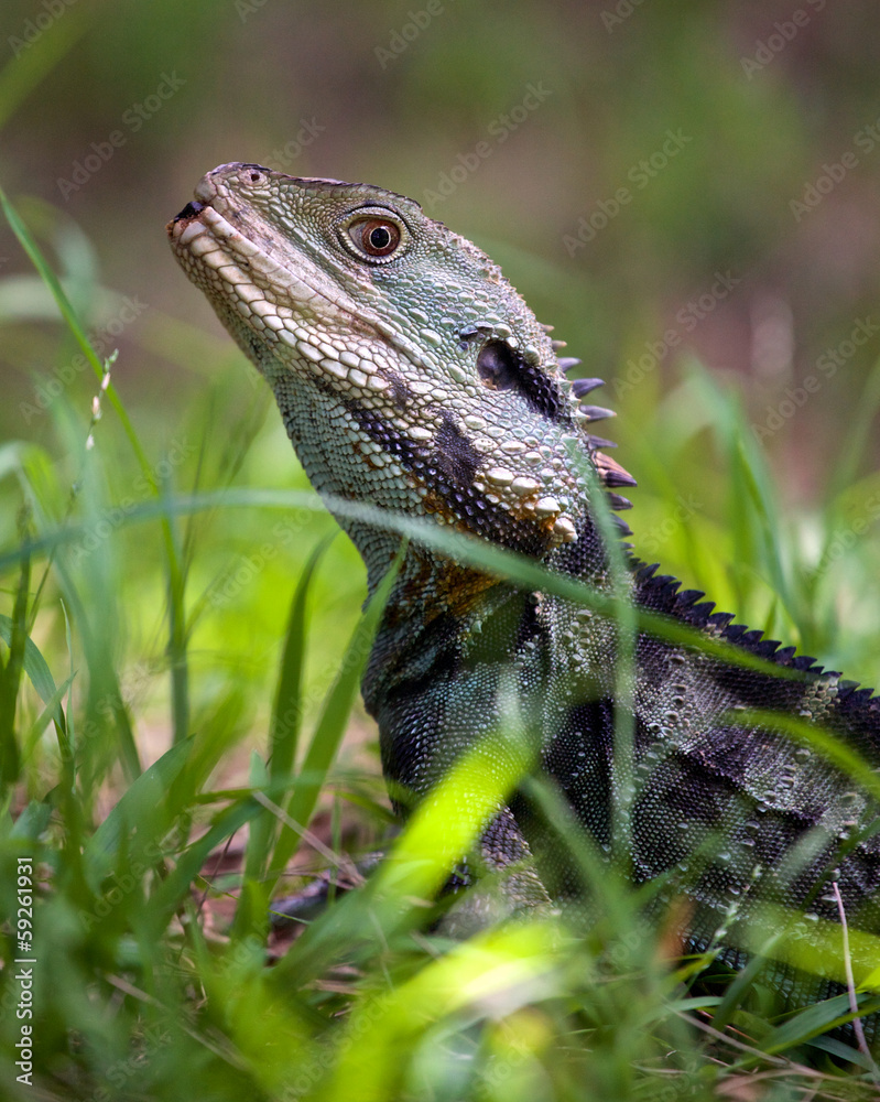 Obraz premium Australian water dragon