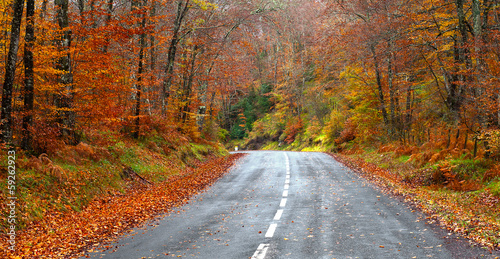 road in the forest in autumn, fall colors