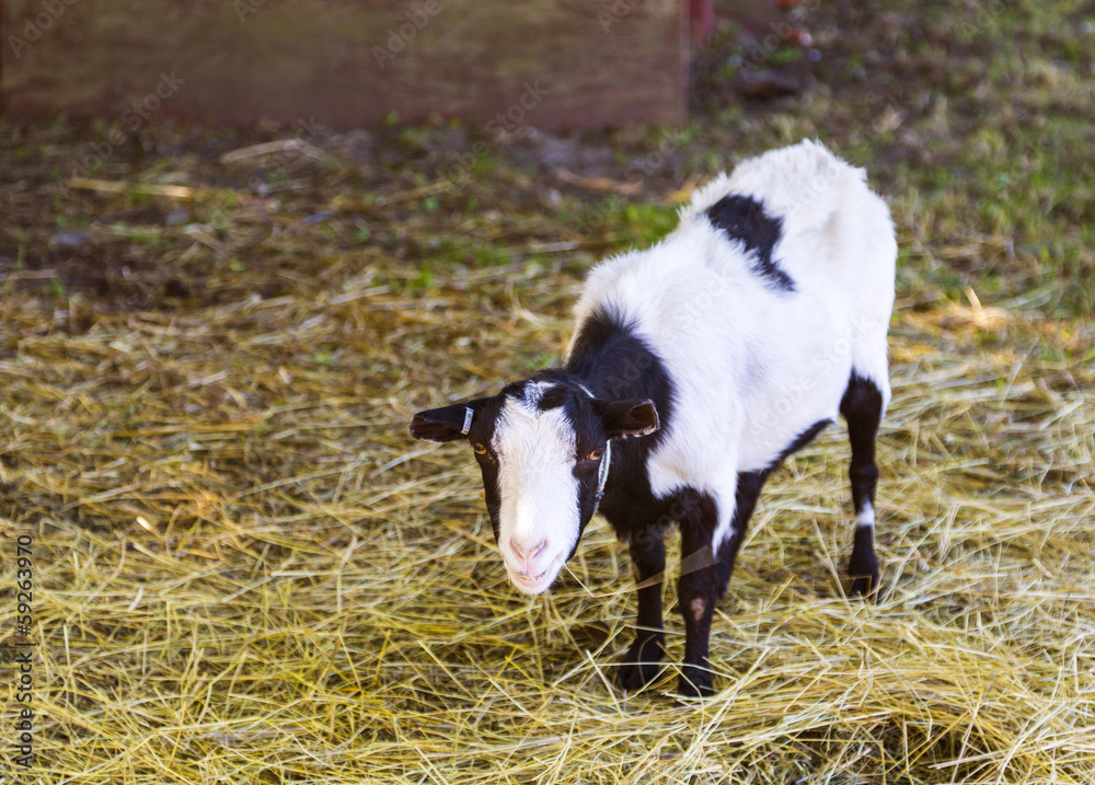 farm goat farm goat
