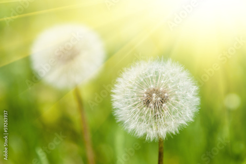 Fototapeta słoneczna łąka z dandelions