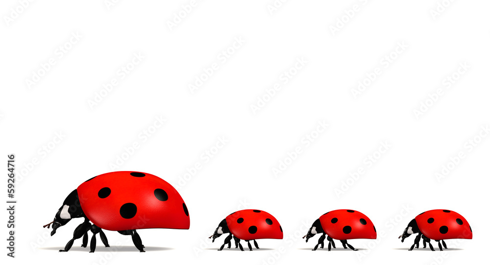 Fototapeta premium Ladybirds in a horizontal row