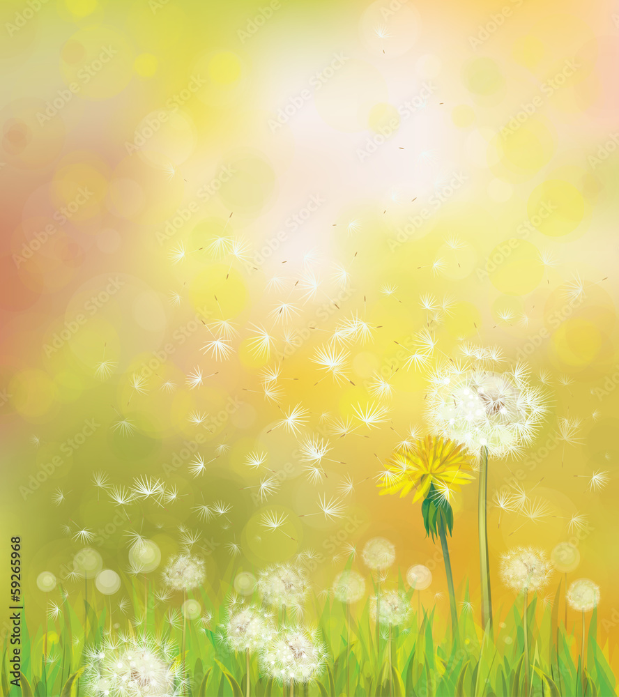 Fototapeta premium Vector spring background with dandelions.