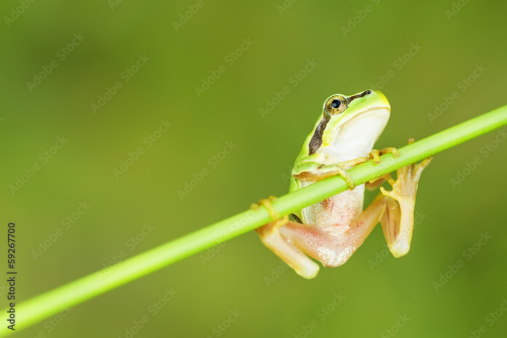 San Antonio Frog (Hyla arborea). European Tree Frog.