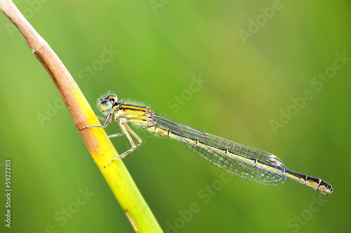 Dragonfly photo