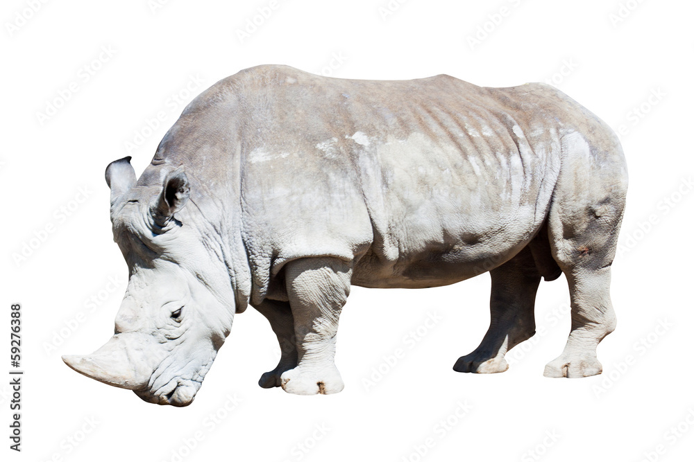 Fototapeta premium rhinoceros over white