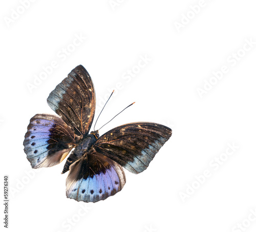 Blauer Schmetterling – Archduke photo