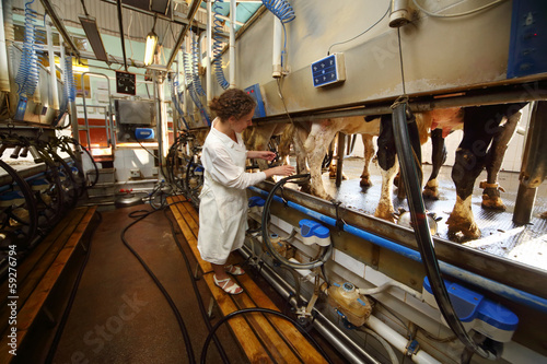 Woman in white robe operates machine for milking of cows