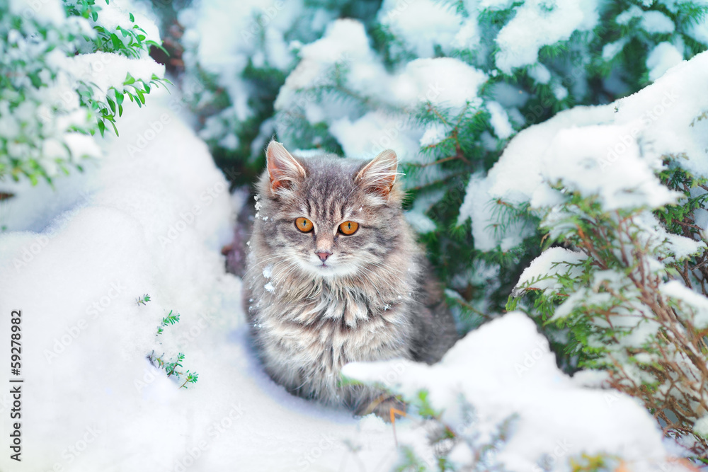 Fototapeta premium Cute kitten sitting on the snowy pine tree