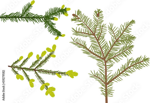 three green fir branches isolated on white