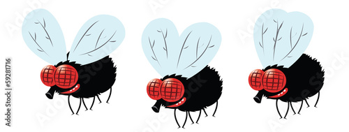 funny fly