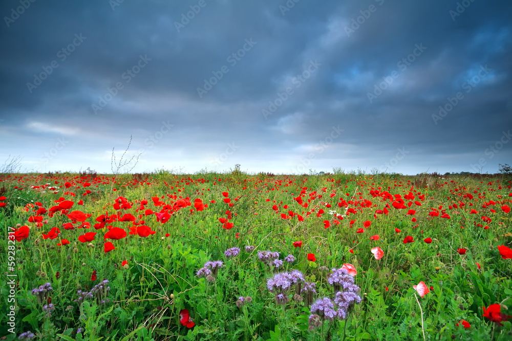 field with many red poppy flowers