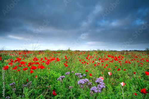 field with many red poppy flowers