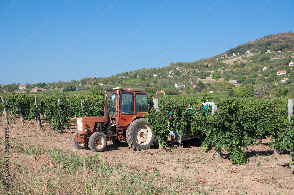 Obraz premium zur Weinlese in Badacsony am Balaton in Ungarn