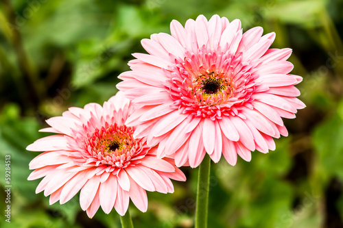 gerbera flower in chiangmai province Thailand