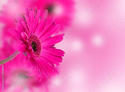 Fototapeta Naklejka Na Ścianę i Meble -  Abstract spring flower background with gerbera 