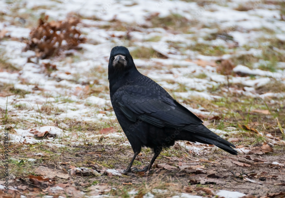 Fototapeta premium Rook