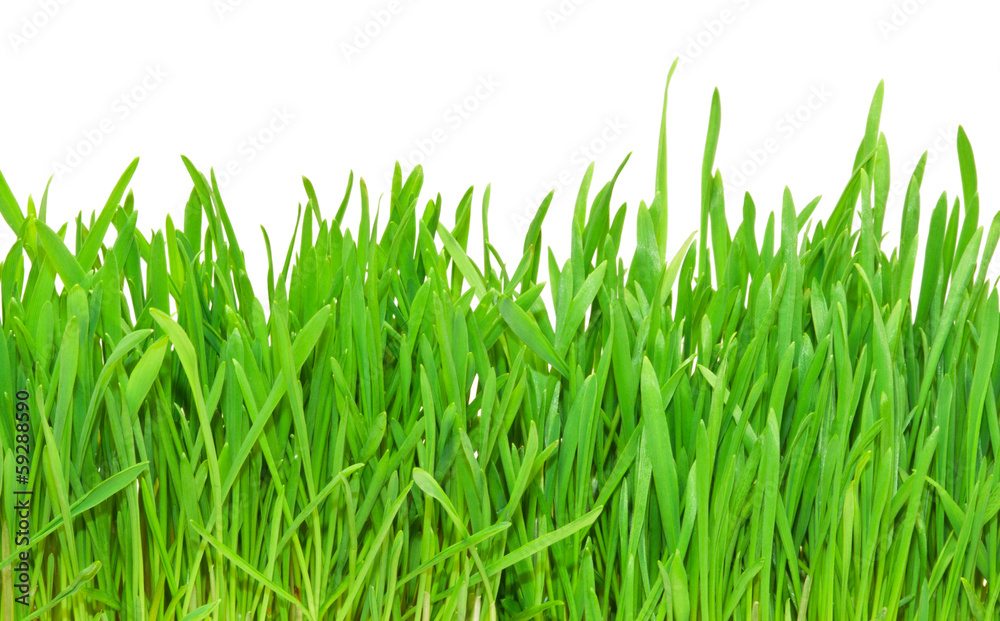 Fototapeta premium Green grass