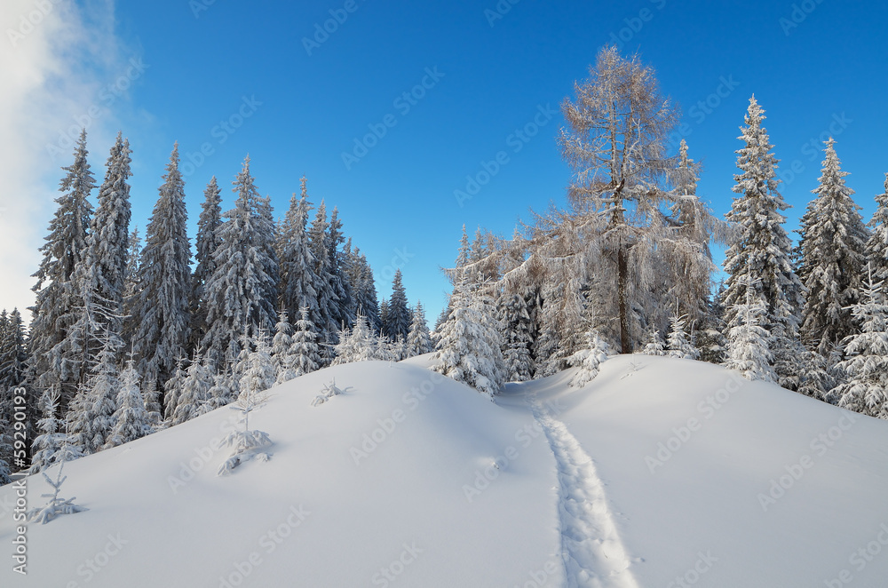 Trail in the woods