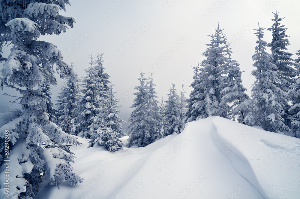 Winter in the mountain forest