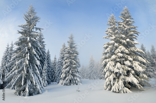Pine Forest in Winter © Oleksandr Kotenko