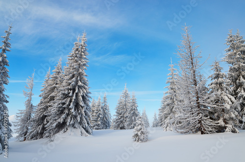Snowy forest © Oleksandr Kotenko