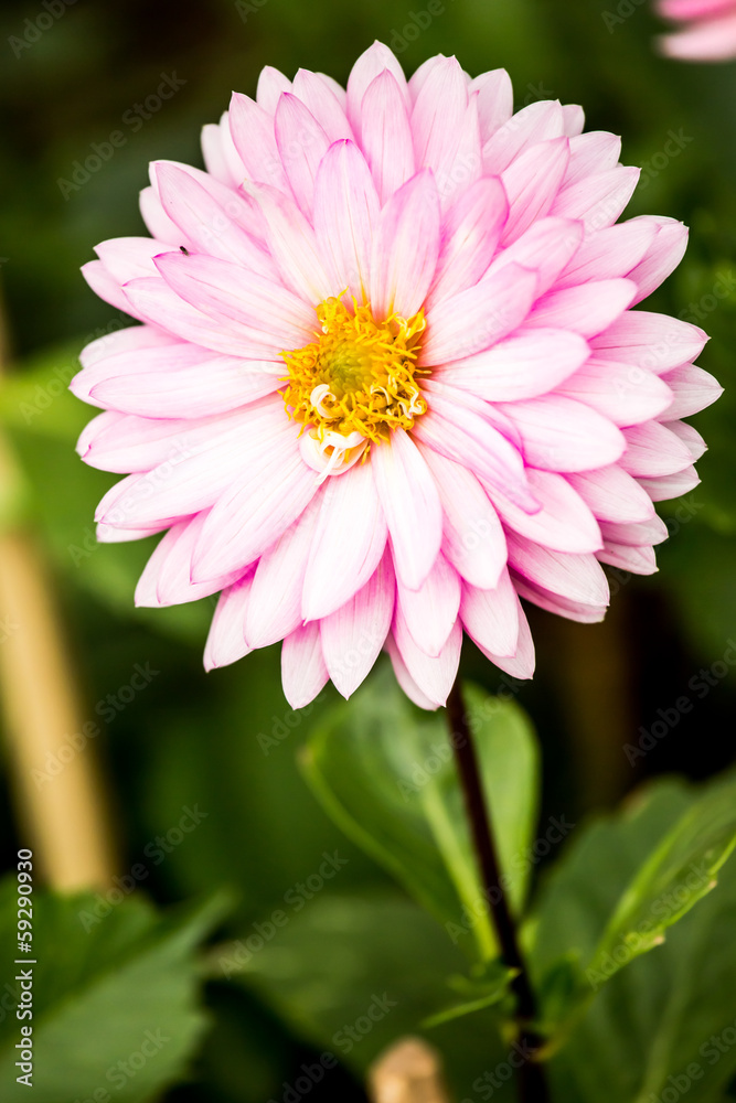 Fototapeta premium dahlia flower in chiangmai province Thailand