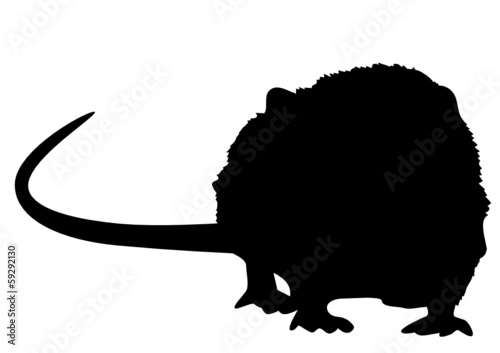 Ratte