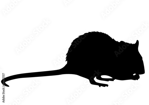 Ratte
