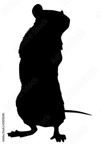 Ratte