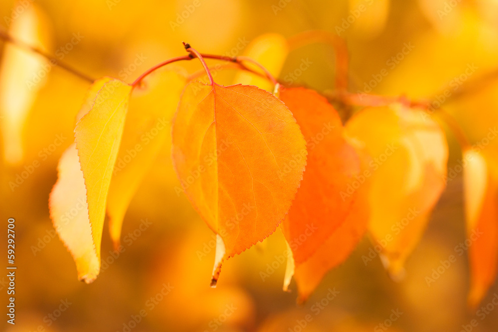 Autumn Autumn