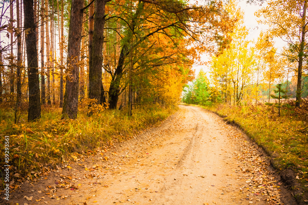 Obraz premium Colorful autumn trees in forest
