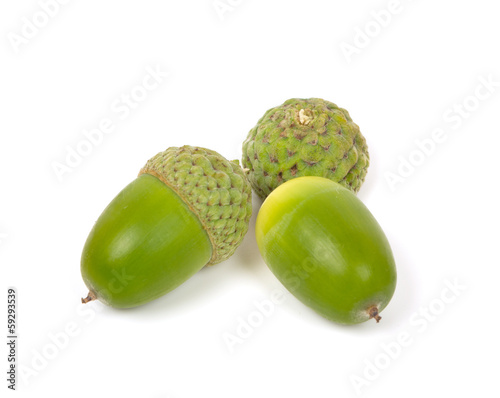 acorns isolated on white